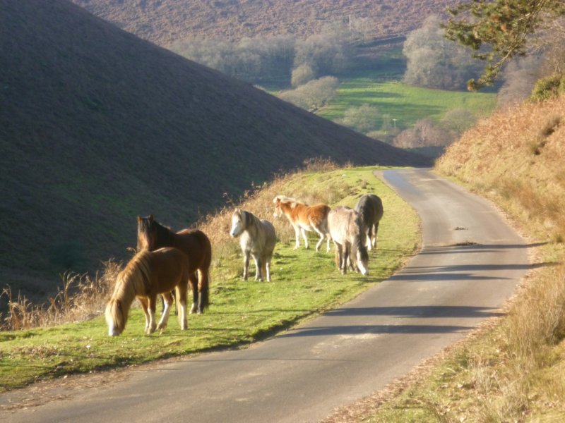 bedlinogwaleswildponies.jpg