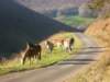 bedlinogwaleswildponies_small.jpg